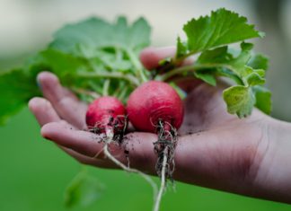 Genießen Sie regionale Köstlichkeiten im Frühling