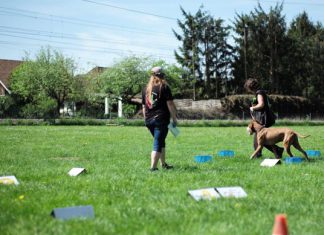 Angebote der Hundeschule Grieskirchen