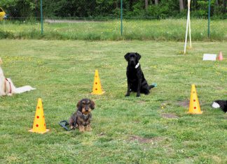 Hundefreunde Grieskirchen