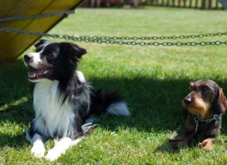 Hundefreunde Grieskirchen