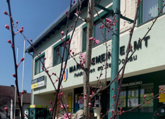 Neue Bäume in Feldkirchen gepflanzt