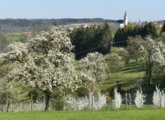 Die Baumblüte im Naturpark