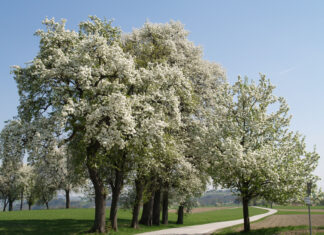 Die Baumblüte erleben