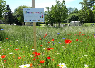 Mistelbach blüht auf