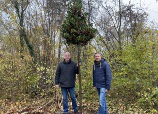 Baumoffensive in Pasching