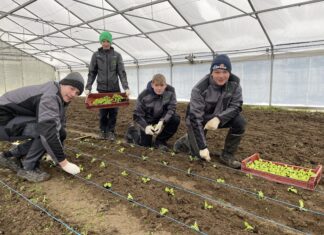 Start ins Gemüsejahr