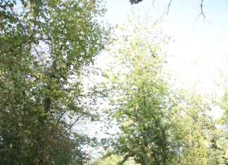 Wanderung durch Pasching