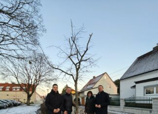 Pasching setzt auf Grün
