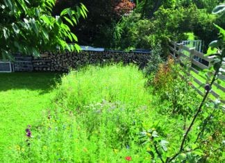 Bienenweiden und Blühstreifen